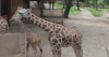 Giraffenanlage im Zoo Schmiding