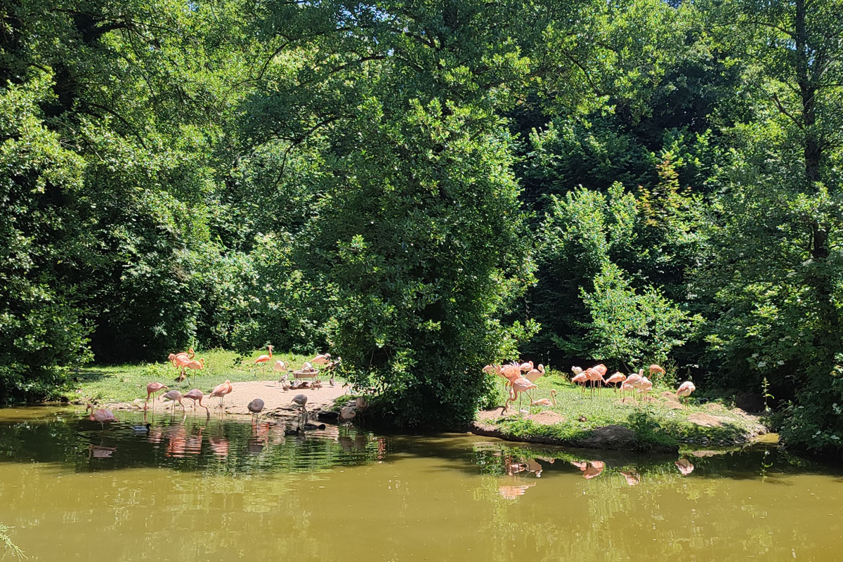 Flamingo-Kolonie im Zoo Schmiding 
