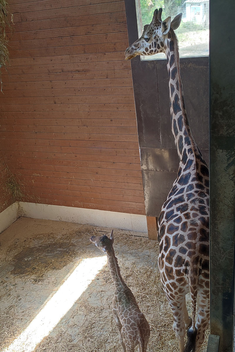 Giraffenmama und Giraffenjungtier Ivie in der Innenanlage