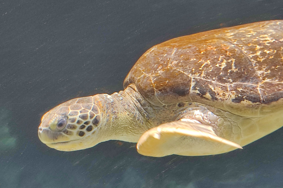 Wasserschildkröte im Aquazoo Schmiding