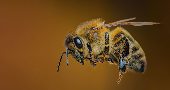 Das Bild zeigt eine Biene im Flug.