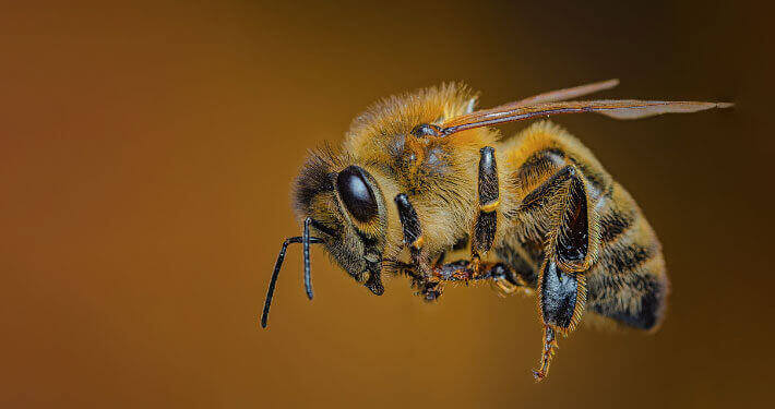 Das Bild zeigt eine Biene im Flug.